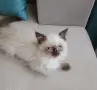 Коте порода Регдол, снимка 3