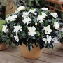 Гарденията (Gardenia jasminoides), снимка 1