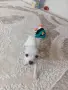 чихуахуа мини мъжки 3мец., снимка 4