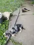 Подарявам малки кученца, снимка 5