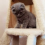 Шотландски котенца, снимка 7