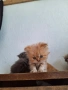 Персийски котенца, снимка 11