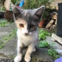 Малко коте, котенце, снимка 1