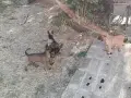 Белгийски овчарки, Малиноа , снимка 2