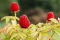 Ягодомалина (Rubus illecebrosus) - растения в контейнери, снимка 4