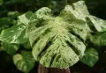 Monstera Bulbasaur Variegata, снимка 2