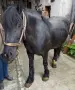 Продавам кобила, снимка 2
