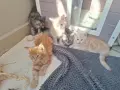 Котенца Мейн Куун , снимка 9