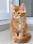 Котенца Мейн Куун, снимка 4