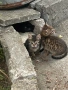 Подарявам малки котенца, снимка 2