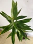 Драцена Dracaena angustifolia!, снимка 3