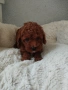 Той Пудел Poodle toi , снимка 7