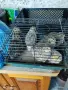 Продавам пъдпъдъци, снимка 2