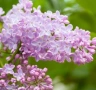 Люляк / Lilac, снимка 8