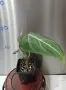 Филодендрон 'Глориозум Зебра' / Philodendron gloriosum zebra, снимка 5
