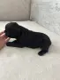 Френски булдог.             , снимка 4