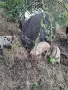 Търсим им нови стопани!, снимка 5