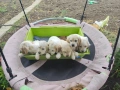 Продават се кокер шпаньоли, снимка 7