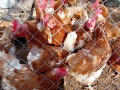 Продавам домашни яйца, снимка 2
