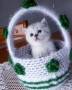 Котенца Момчета Като Борчета, снимка 4