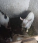 продавам мини холандски кози, снимка 3