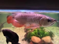 Arowana RTG, снимка 7