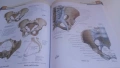 Атлас по анатомия - Atlas of Human Anatomy - Frank H. Netter, MD, 7-мо издание, снимка 13