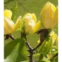 Магнолия „Жълт фенер“, снимка 4