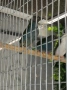 Продавам папагалови амадини форбс - 2бр. женски, снимка 4