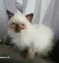 Коте порода Регдол, снимка 1