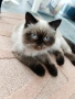 шотландско коте, снимка 3