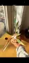 Philodendron Caramel Marble Variegata, снимка 2