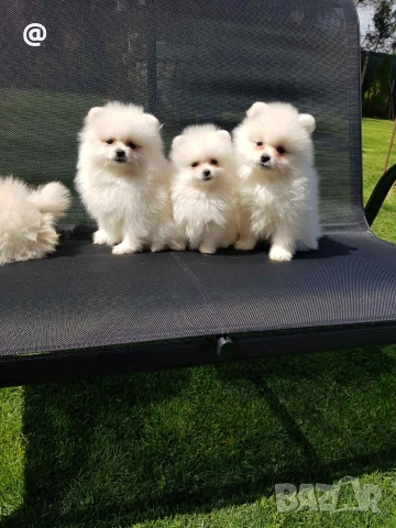 Померан померанчета Гр София 