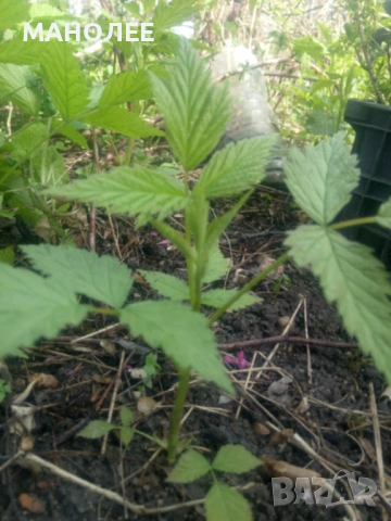 🍓🍇🍓Малини  сорт " Люлин"🌞☃️❄️🎁, снимка 2 - Градински цветя и растения - 53273706