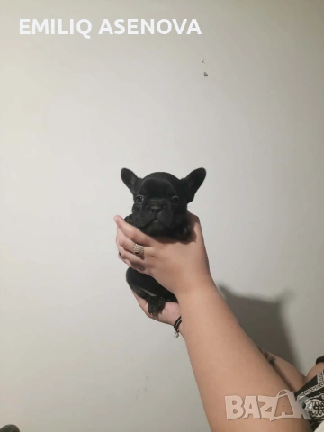 Френски Булфог, снимка 3 - Френски булдог - 54175204