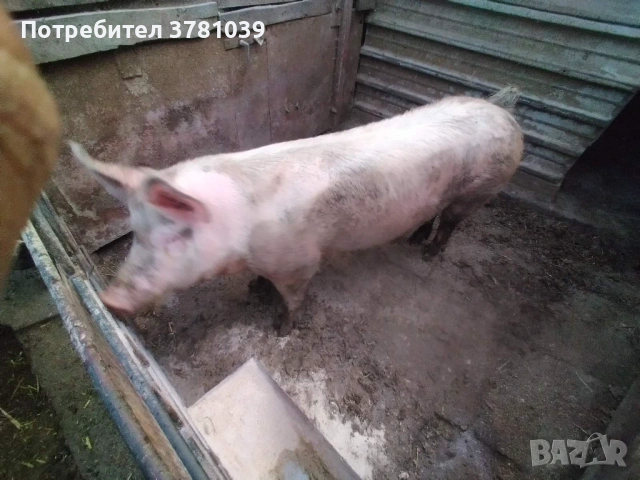 Продавам домашно прасе