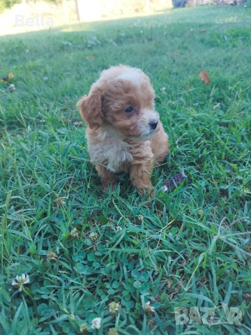 Малтипу/Maltipoo, снимка 10 - Пудели - 55166935