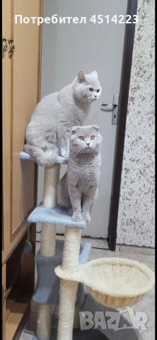 Шотландско клепоухо коте женско, снимка 3 - Британска късокосместа - 54990975