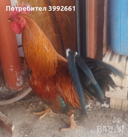 Продавам 11 месечни петли, снимка 2 - Кокошки и пуйки - 54133066