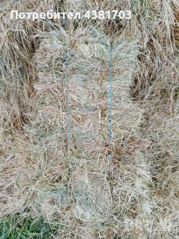 Продавам малкиБали люцерна, първи откос, снимка 2 - За селскостопански - 54585294