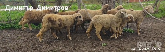 агнета , снимка 5 - Овце - 54095749