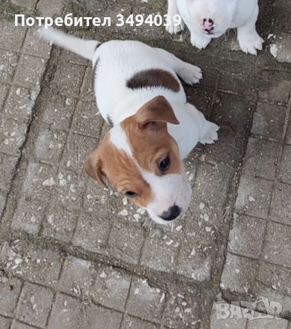 Джак Ръсел Териер , снимка 2 - Джак ръсел териер - 54012486