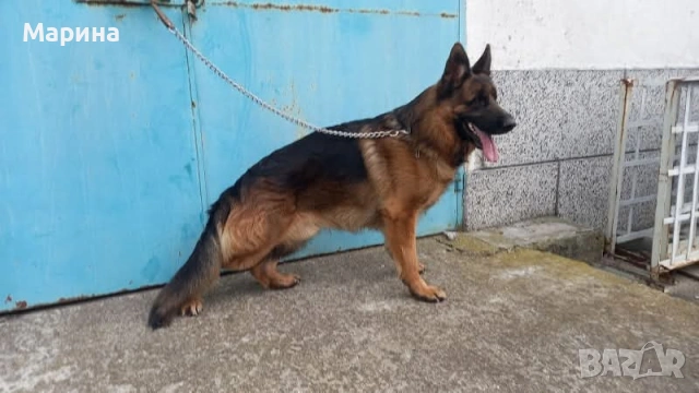 Немски овчарки мъжки и женски, снимка 5 - Немска овчарка - 54254554