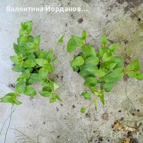 фуксия каскадна