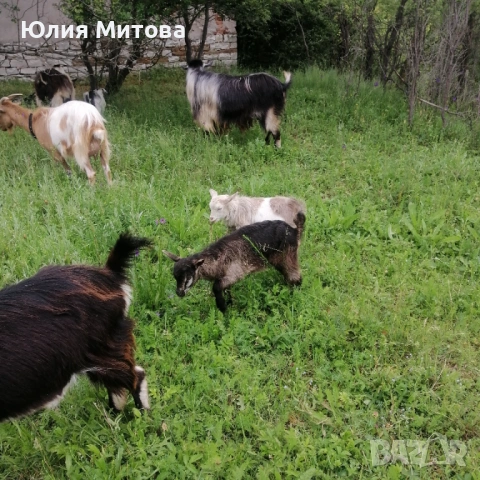 Продават се яренца