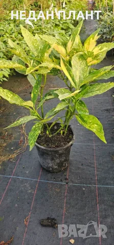 Аукуба/Aucuba japonica, снимка 2 - Градински цветя и растения - 55630001