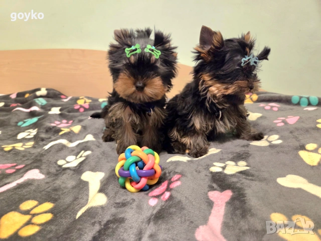 йорки, снимка 5 - Йоркширски териер - 53978443