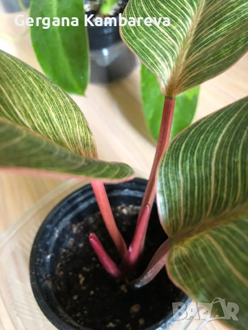 Philodendron Pink Birkin , снимка 2 - Стайни растения - 54941994