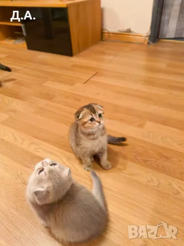 🐾 Чистокръвни котенца Scottish Fold – Golden & Silver 🐾, снимка 8 - Чинчили - 55353347