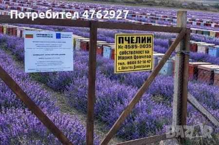 Пчелен мед от природата, снимка 6 - Пчелни продукти - 55238696